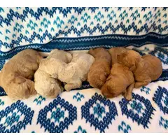 1 boy and 5 girs Goldendoodle puppies for sale - 3