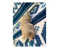 1 boy and 5 girs Goldendoodle puppies for sale - 5