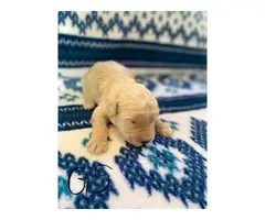 1 boy and 5 girs Goldendoodle puppies for sale - 6