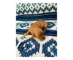 1 boy and 5 girs Goldendoodle puppies for sale - 7