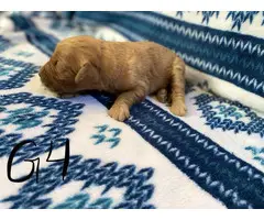 1 boy and 5 girs Goldendoodle puppies for sale - 8