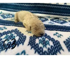 1 boy and 5 girs Goldendoodle puppies for sale - 10