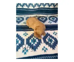 1 boy and 5 girs Goldendoodle puppies for sale - 16