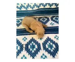 1 boy and 5 girs Goldendoodle puppies for sale - 17