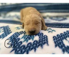 1 boy and 5 girs Goldendoodle puppies for sale - 18