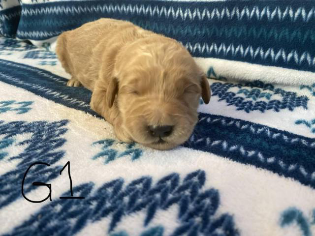 1 boy and 5 girs Goldendoodle puppies for sale in ...