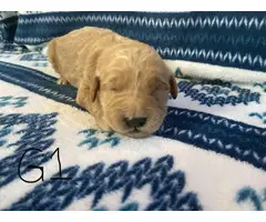 1 boy and 5 girs Goldendoodle puppies for sale - 19