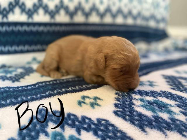 1 boy and 5 girs Goldendoodle puppies for sale in ...