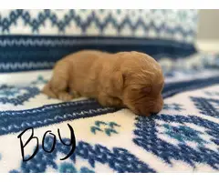 1 boy and 5 girs Goldendoodle puppies for sale - 20