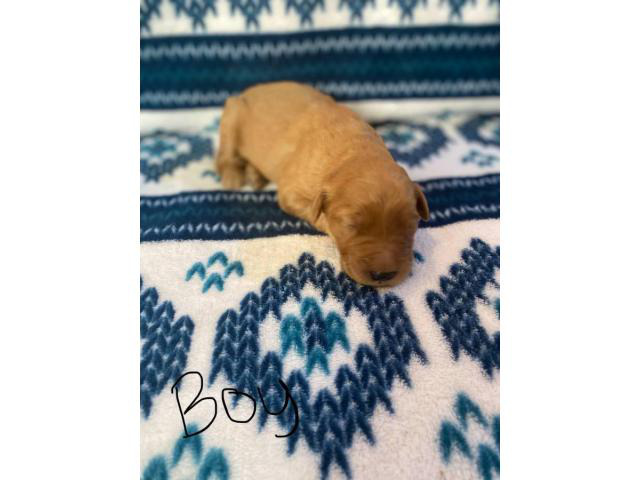 1 boy and 5 girs Goldendoodle puppies for sale in ...