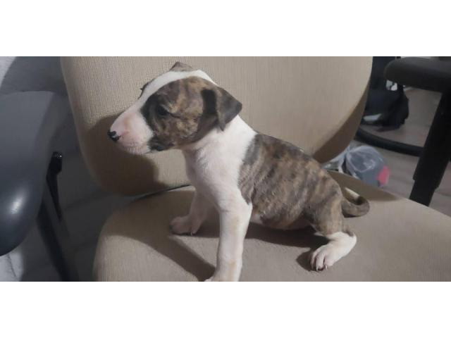 2 months old English Bull Terriers for Sale Phoenix - Puppies for Sale ...