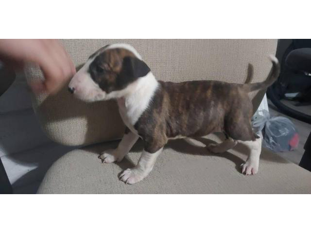 2 months old English Bull Terriers for Sale in Phoenix