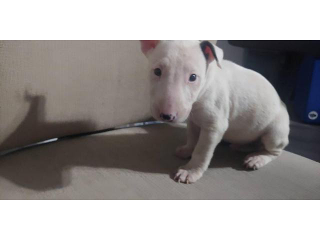 2 months old English Bull Terriers for Sale in Phoenix