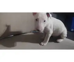 2 months old English Bull Terriers for Sale - 4