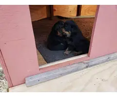 2 German Rottweilers for Sale - 1