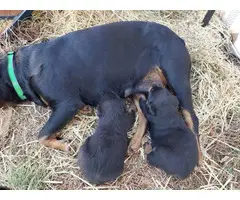 2 German Rottweilers for Sale - 2