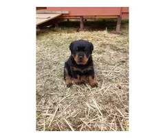 2 German Rottweilers for Sale - 3