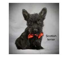 Full breed Scottish terrier puppies