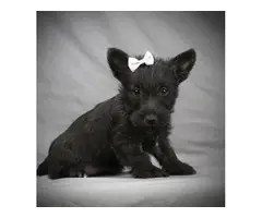 Full breed Scottish terrier puppies - 2