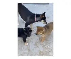 3 Purebred Shiba Inu puppies