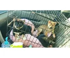 3 Purebred Shiba Inu puppies - 3