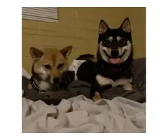 3 Purebred Shiba Inu puppies - 6