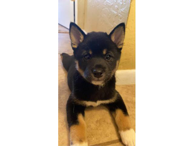 3 Purebred Shiba Inu puppies in Phoenix, Arizona - Puppies for Sale Near Me