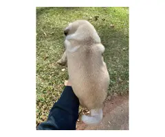 Male Fawn Pug Puppy - 2