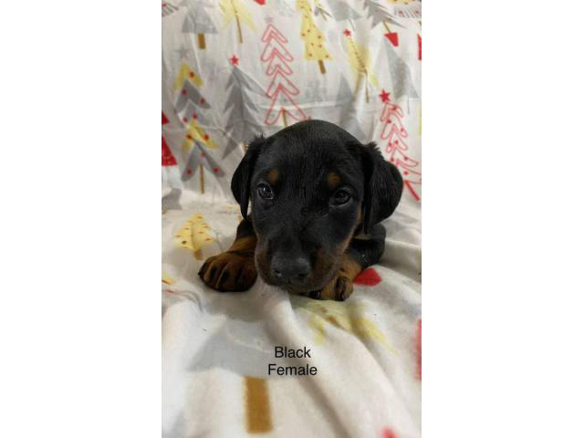 Females AKC Doberman puppies for sale. in Columbus, Ohio ...