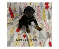 Females AKC Doberman puppies for sale. - 3