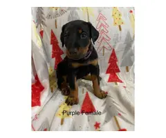 Females AKC Doberman puppies for sale. - 5