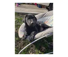 Labrador Rottie mix Puppies for sale