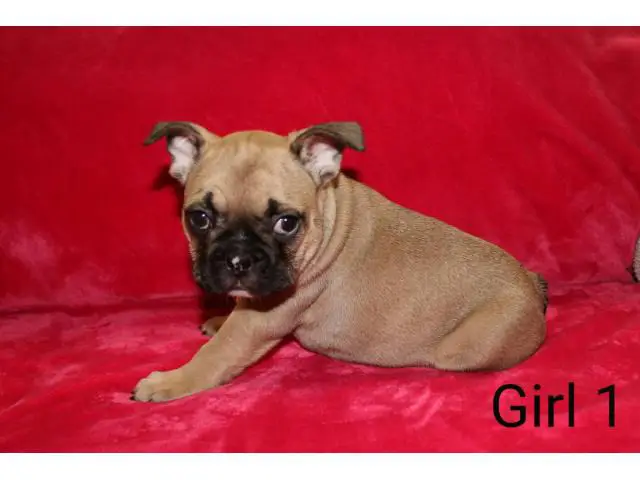 French Bulldogs great family pets ready now