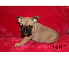 French Bulldogs great family pets ready now