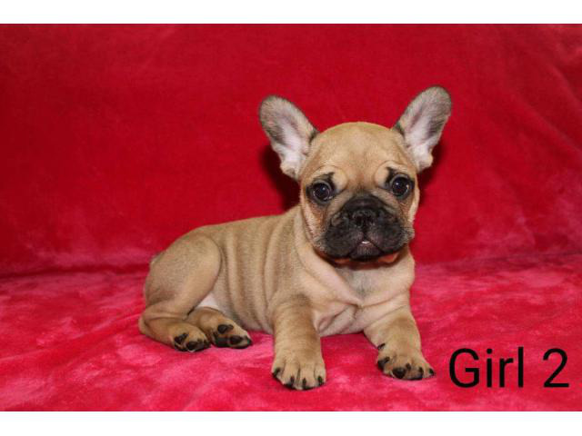 French Bulldogs great family pets ready now in Boise