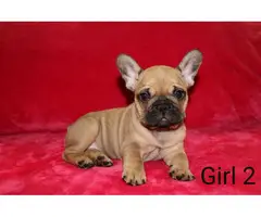 French Bulldogs great family pets ready now - 3