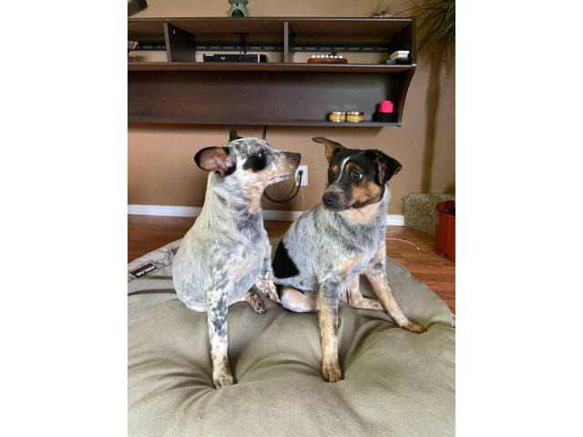 7 months old Blue Heeler Puppies Seattle - Puppies for Sale Near Me