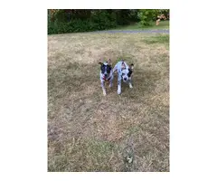 7 months old Blue Heeler Puppies - 4