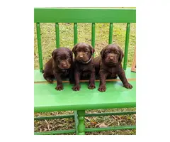 AKC Chocolate lab puppies