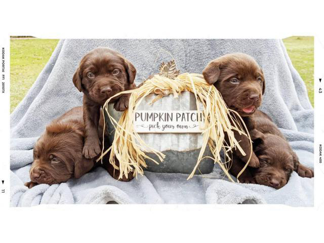 20 Best Images Akc Chocolate Lab Puppies For Sale Near Me : Sugar - Female AKC English Labrador Retriever pup in ...