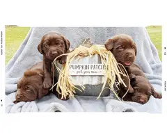 AKC Chocolate lab puppies - 2