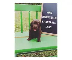 AKC Chocolate lab puppies - 4