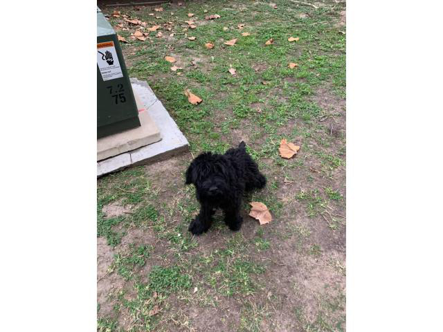 Male Giant Schnauzer Puppy for Sale in Pittsburg, Texas ...