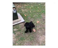 Male Giant Schnauzer Puppy for Sale