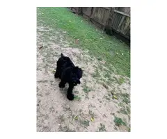 Male Giant Schnauzer Puppy for Sale - 3