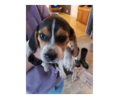 Two full-blooded beagle pups for adoption - 1