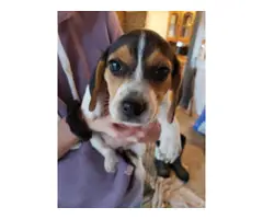 Two full-blooded beagle pups for adoption - 2