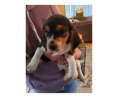 Two full-blooded beagle pups for adoption - 3