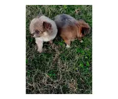 2 Pomeranian male puppies - 2