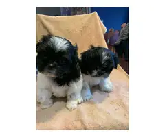 7 weeks old Shih Tzu Puppies